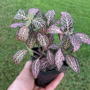 Fittonia mini pink